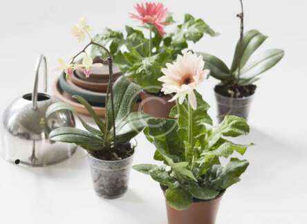 The plants that help purifying the air