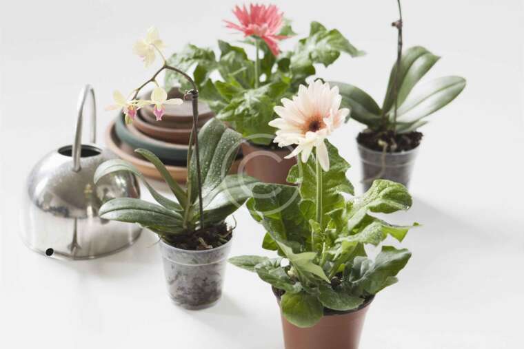 The plants that help purifying the air