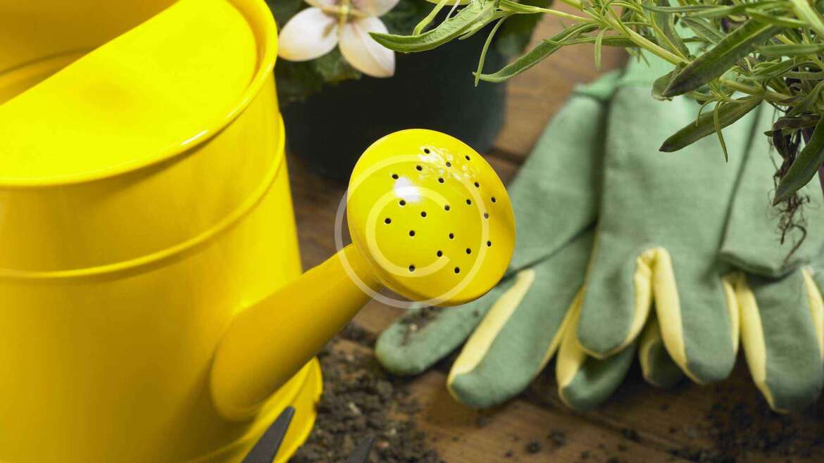 Ready Potted Office Plants